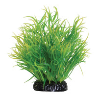 
RA  Lemon Grass - 6"
