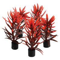 RA  Mini Plant - Red and Brown - 3" - 5 pk