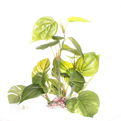 RA  Jade Pothos - 12"

