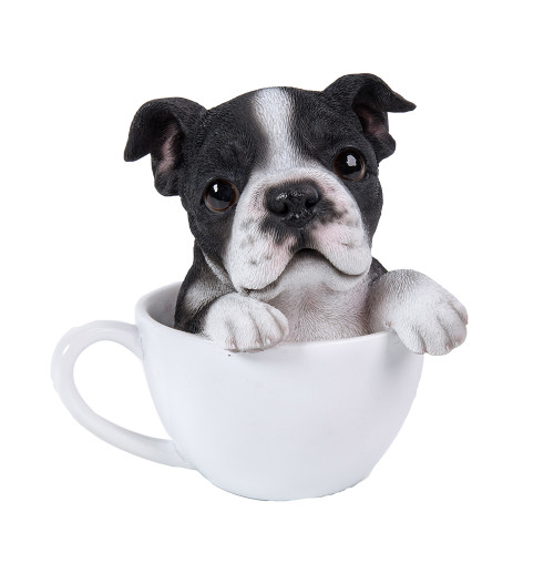 BOSTON TERRIER TEACUP PUPS