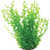 RA  Green Moneywort - 10"
