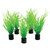 RA  Mini Plant - Bog Grass - 3" - 5 pk
