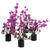 RA  Mini Plant Purple Ear - 2.25" - 5 pk
