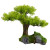 RA Young Bonsai Tree