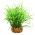 RA Star Grass - 4" (3 Pack) 