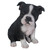 BOSTON TERRIER PUPPY