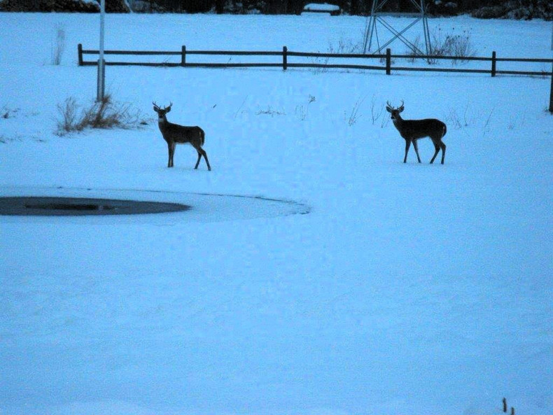 When Winter Turns Deadly: How Cold Weather and Thick Ice can Cause Fish Kills - and What Pond Owners Can Do