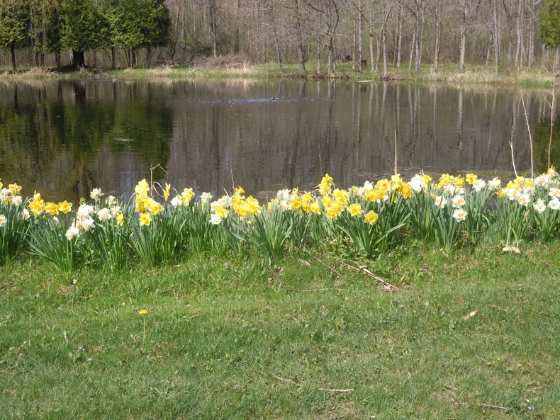 Getting Your Wisconsin Pond Ready for Spring: A Beginner's Guide