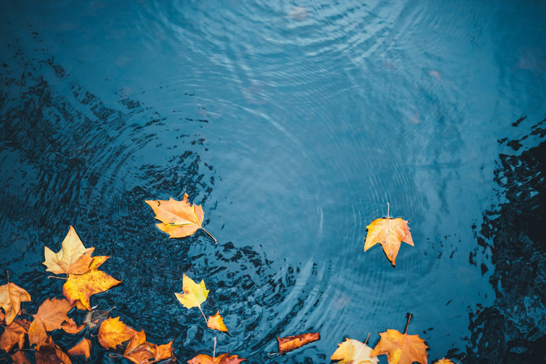 Fall Pond Care