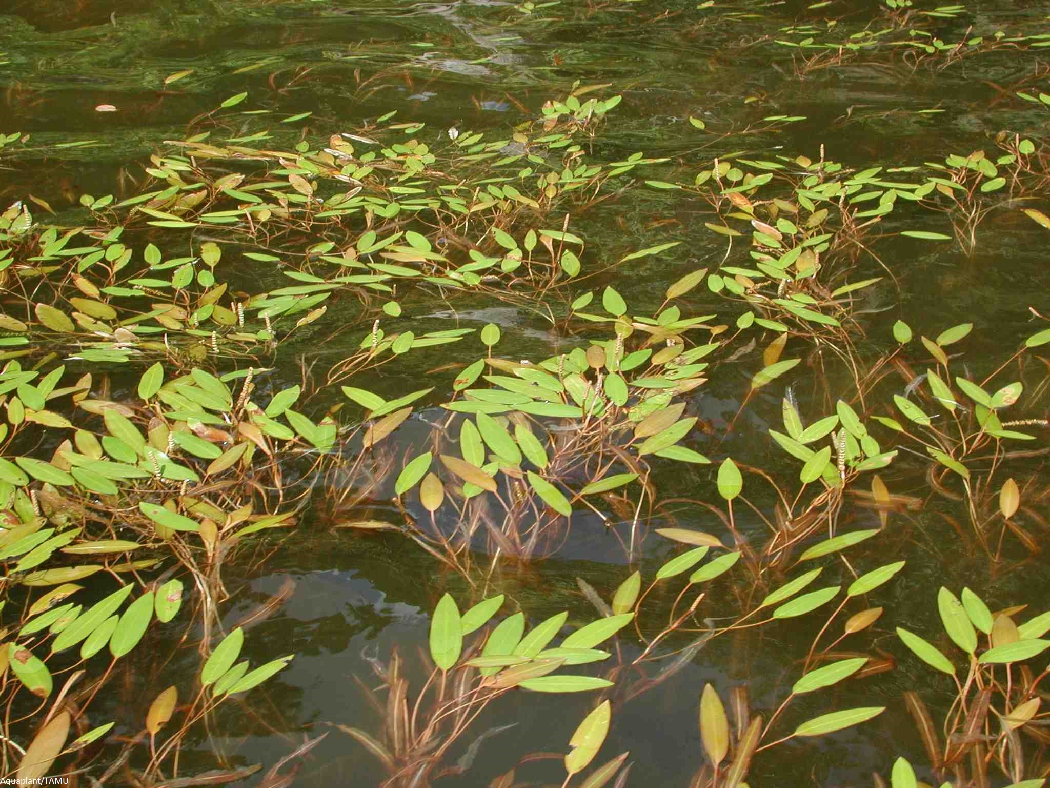 Aquatic Weed Harvesting The Lake Doctors Inc