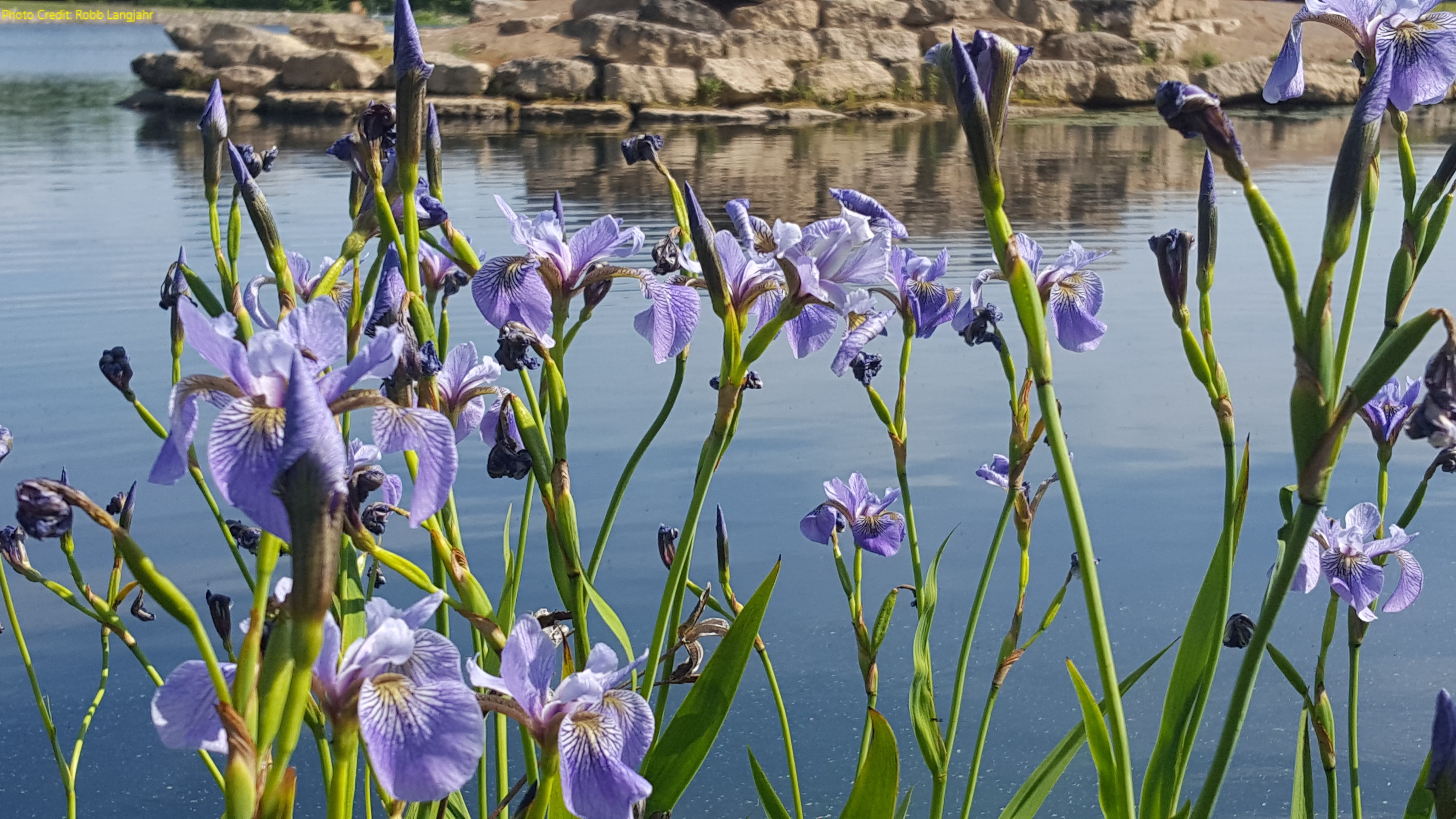 blue-iris-blooming.jpg