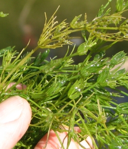 cd-83-z4-chara-muskgrass-.jpg