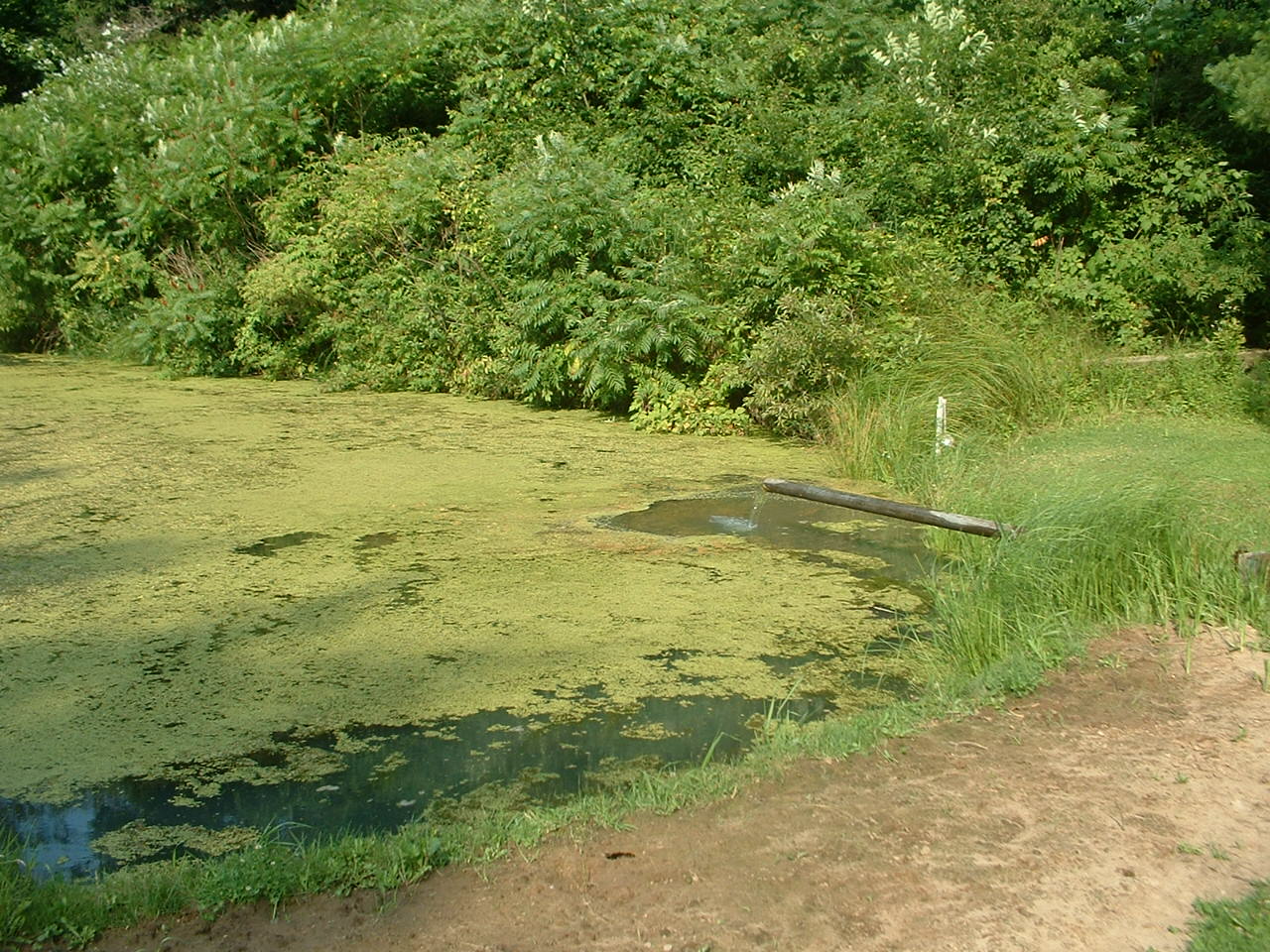 Seining  Aquatic Biologists, Inc.