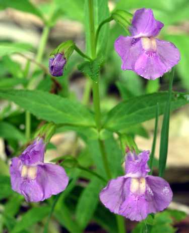 cd-99-c-aquatic-plants-monkeyflower-.jpg