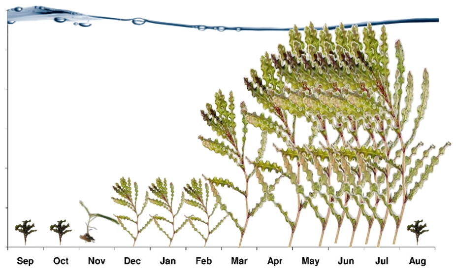 clp-growth.jpg