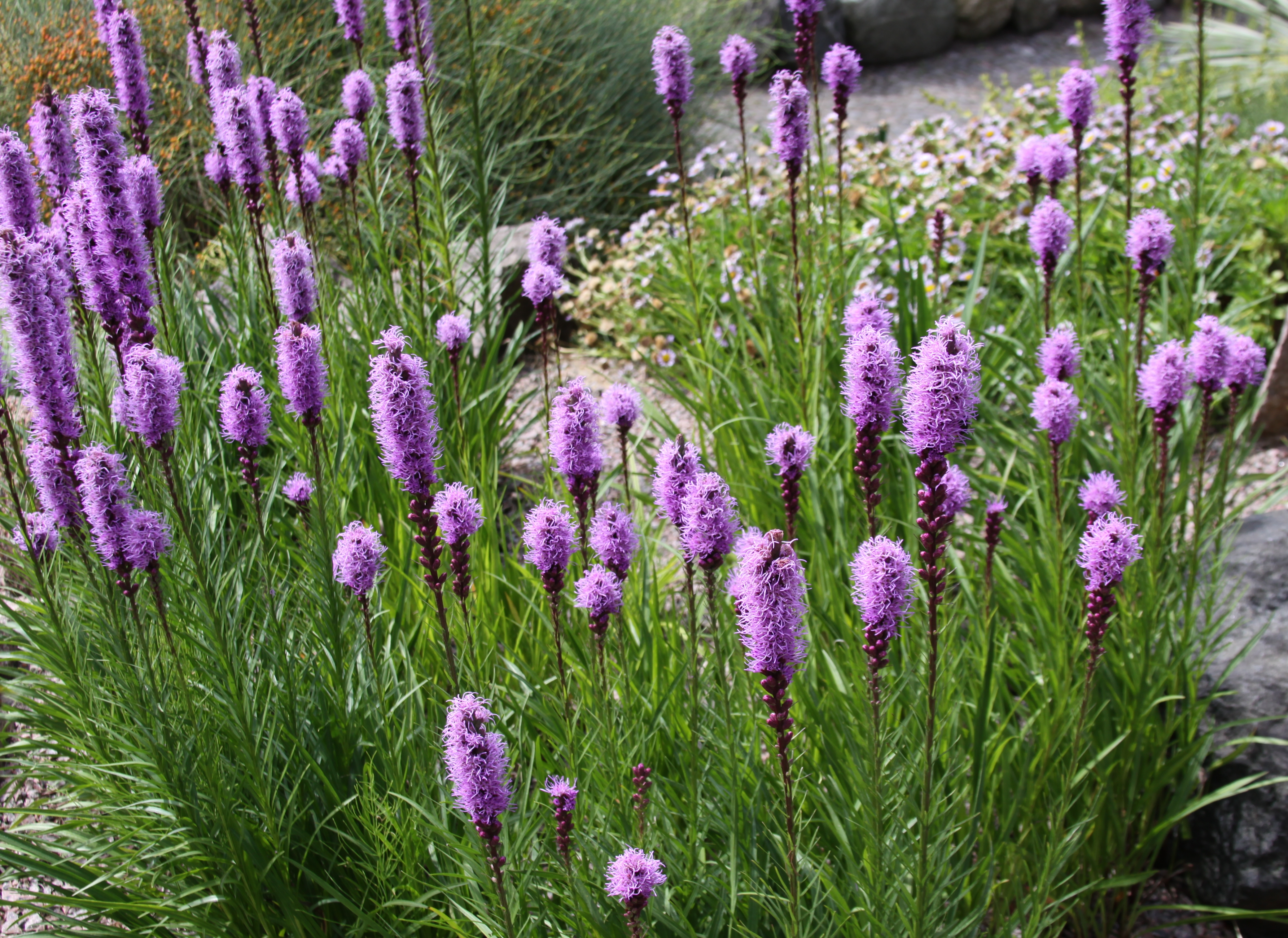 dense-blazing-star-liatris-spicata-4347689892-.jpg