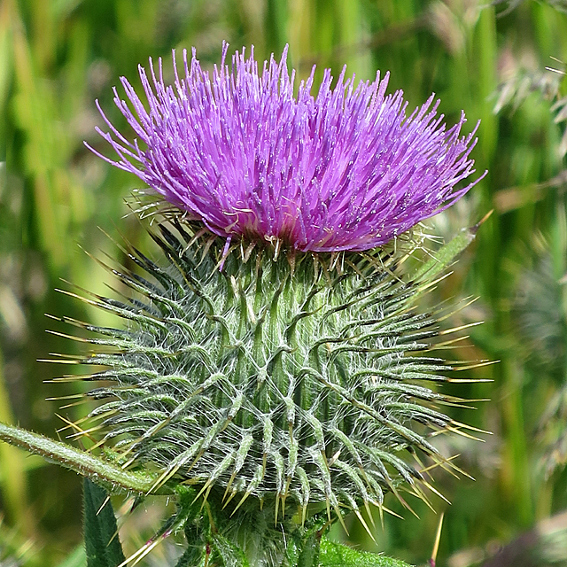 european-marsh-thistle.jpg