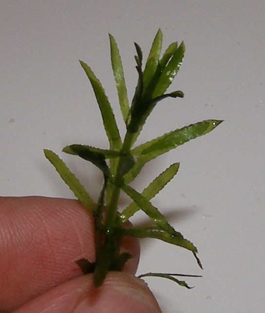 hydrilla-verticillata-1.jpg