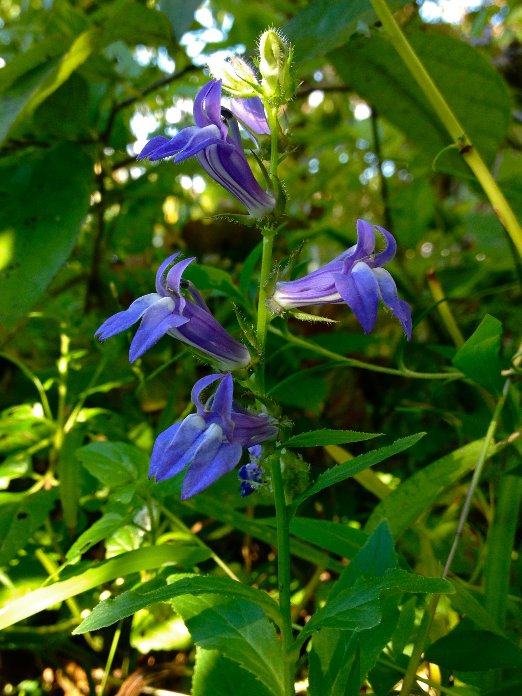 lobelia-siphilitica-great-blue-lobelia.jpg