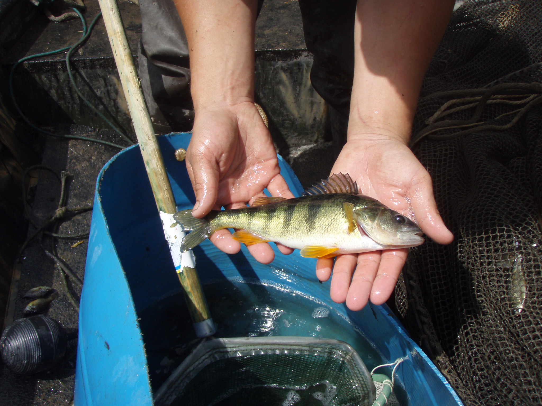 Aquatic Biologist  Fathead Minnow Spawning Structure for Ponds