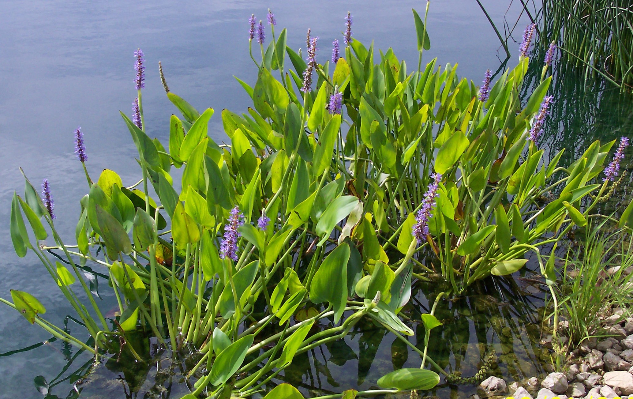 pickerel-plants.jpg