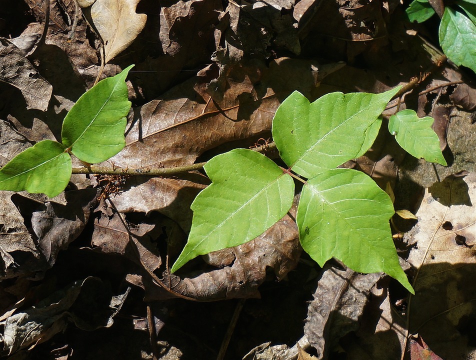 poison ivy treatment plant