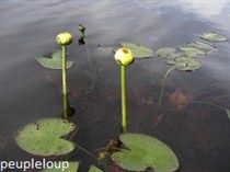 spatterdock.jpg