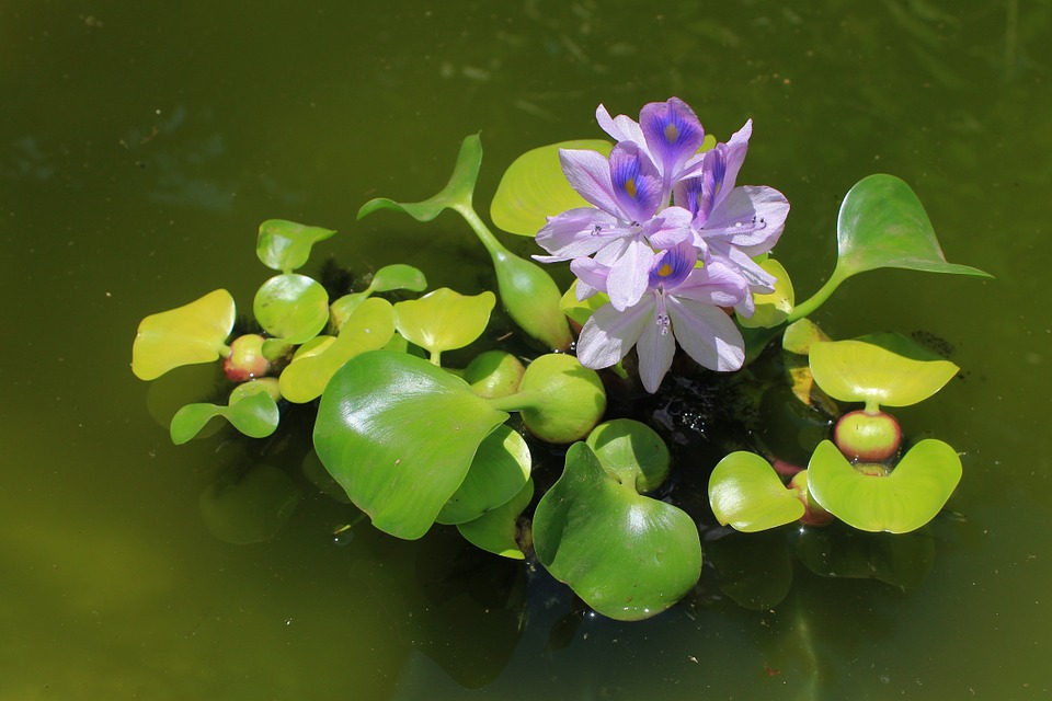 water-hyacinth-flower-nature-989005.jpg