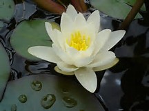 white-lily-pad-1.jpg