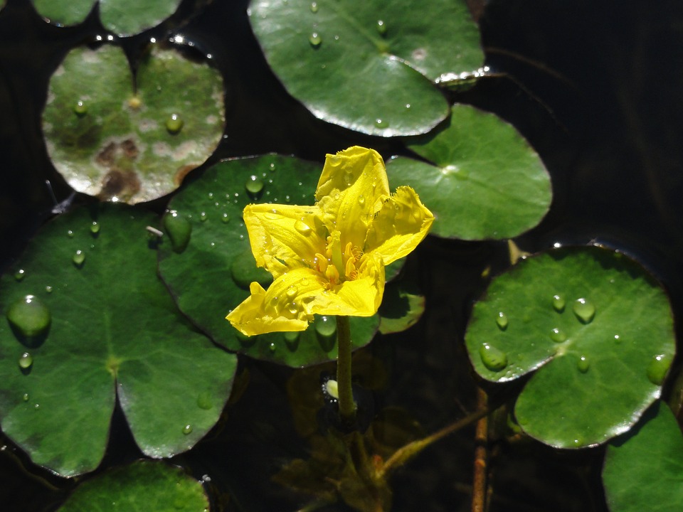 yellow-floating-heart.jpg