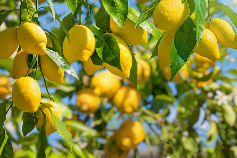 Essential Oil of the Month: Lemon Peel