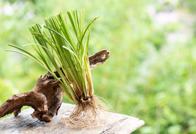 Essential Oil of the Month: Vetiver