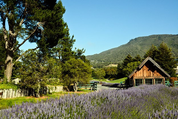 Property Profile: Carmel Valley Ranch