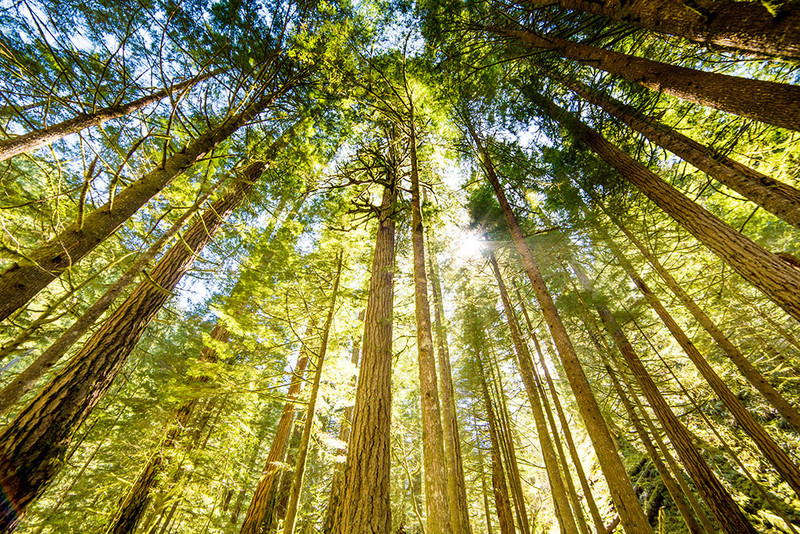 Essential Oil of the Month: Douglas Fir