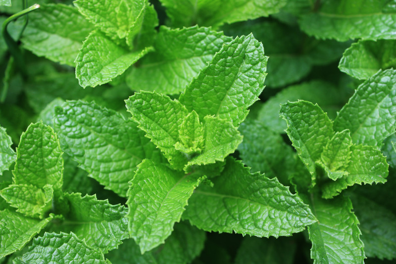Essential Oil of the Month: Spearmint