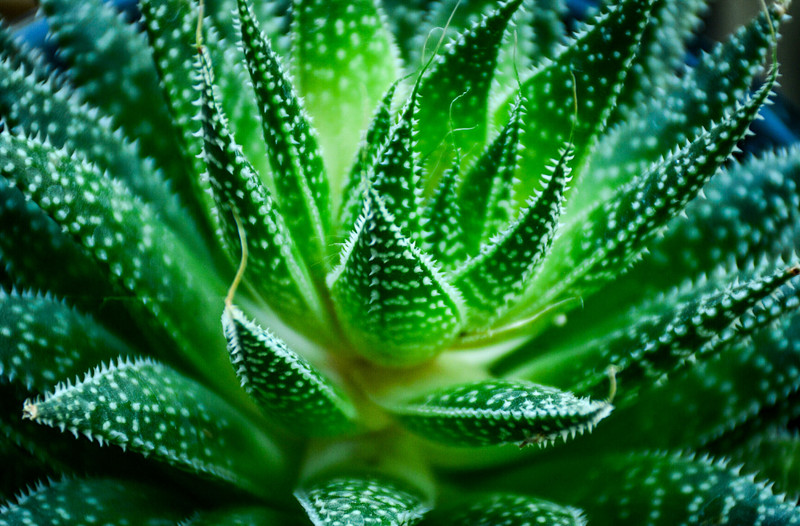 Hero Ingredient Spotlight: Aloe Vera