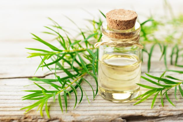 Essential Oil of the Month: Tea Tree