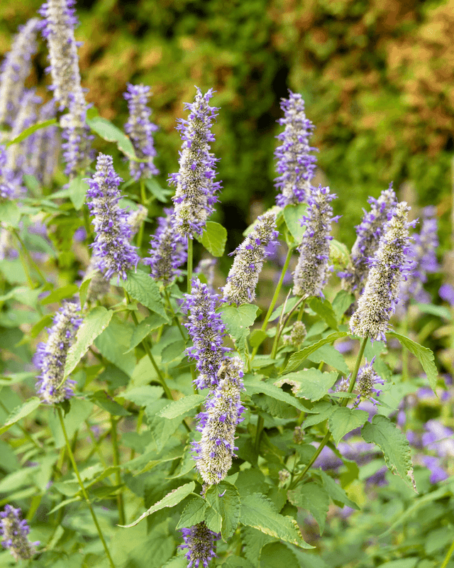 Essential Oil of the Month: Patchouli Essential Oil of the Month: Patchouli