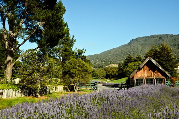 Property Profile: Carmel Valley Ranch