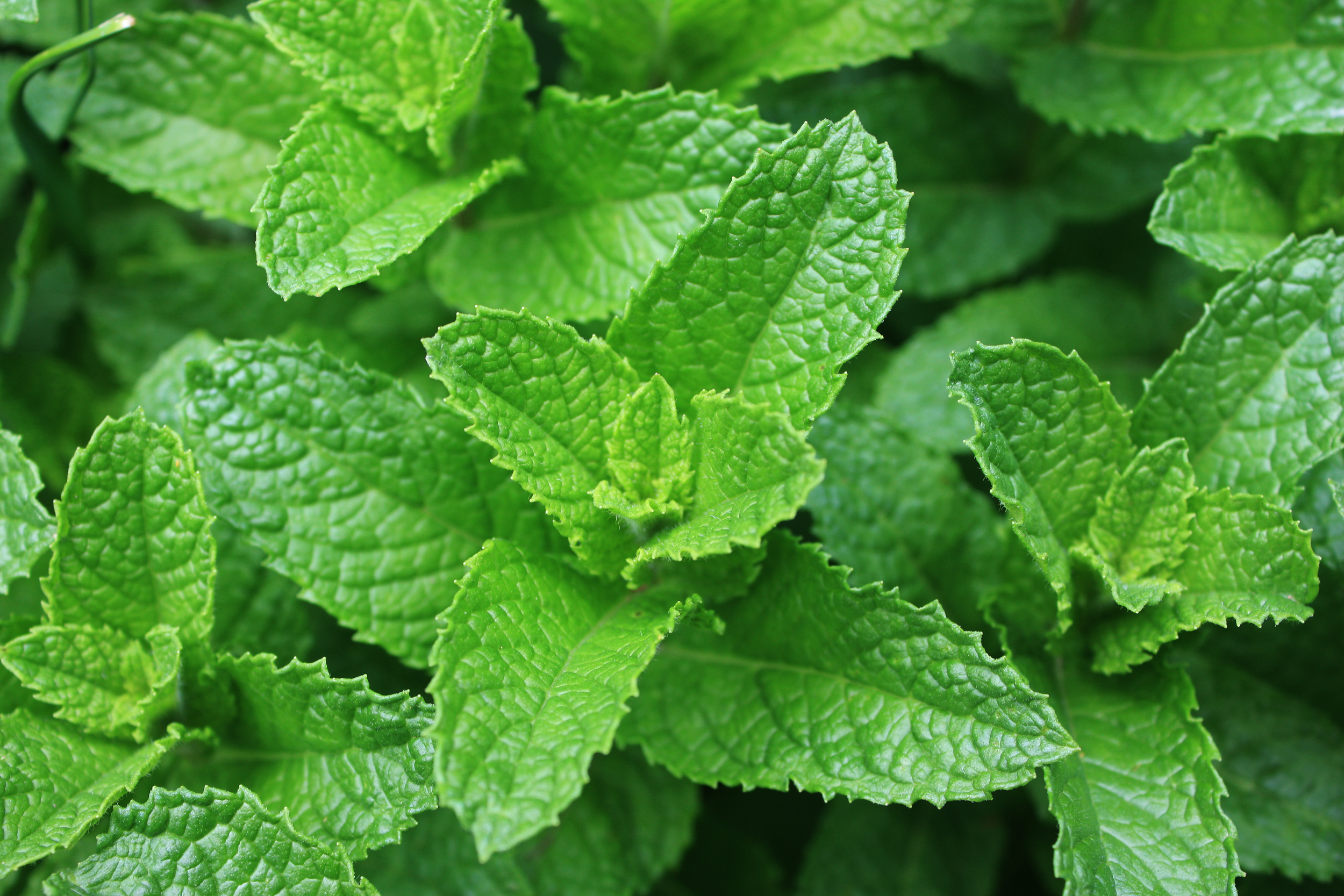 Essential Oil of the Month: Spearmint