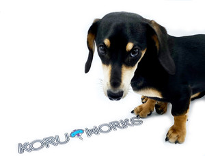 Look at this STARVING dog. Buy the sticker. Feed him.  Look at this STARVING dog. Buy the sticker. Feed him.