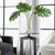 Ibero Split Leaf Palm - Size: 76H x 76W x 76D (cm) - Contemporary style