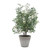 Marisol Potted Olive Plant - Size: 115H x 72W x 67D (cm) - Organic style Marisol Potted Olive Plant - Size: 115H x 72W x 67D (cm) - Organic style