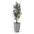 Sonora Olive Tree In Planter - Size: 227H x 84W x 80D (cm) - Organic style Sonora Olive Tree In Planter - Size: 227H x 84W x 80D (cm) - Organic style