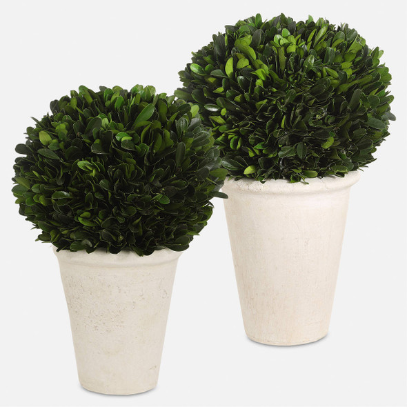 Preserved Boxwood Domes Set/2 Contemporary style Botanical Decor Preserved Boxwood Domes Set/2 Contemporary style Botanical Decor