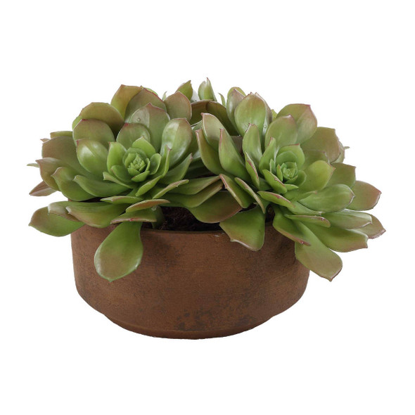 Sable Succulent Accent In Pot - Size: 22H x 34W x 34D (cm) - Organic style