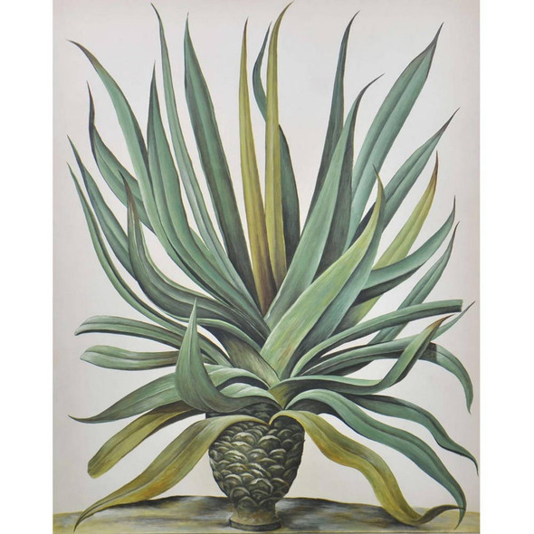C752 SANSEVIERIA