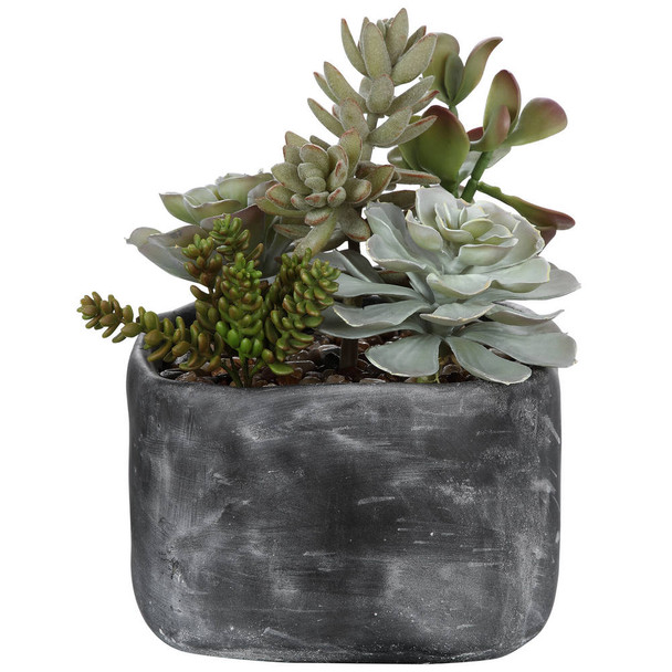 Alverio Desert Garden Succulents Contemporary style Botanical Decor