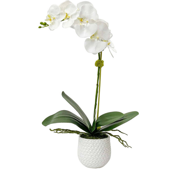 Cami White Orchid Contemporary style Botanical Decor Cami White Orchid Contemporary style Botanical Decor