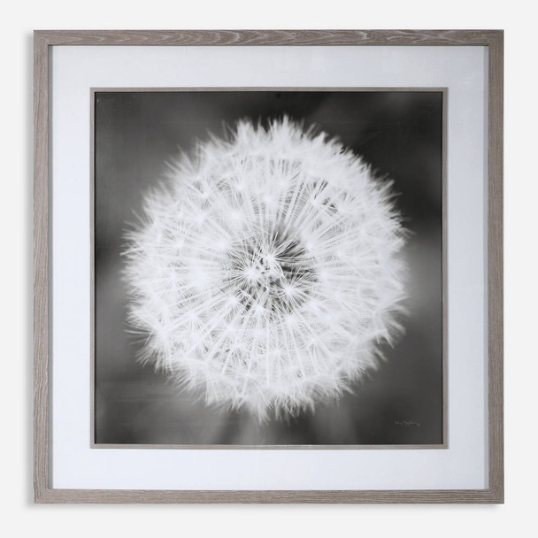 Dandelion Seedhead Framed Print Contemporary style Print Decor Dandelion Seedhead Framed Print Contemporary style Print Decor